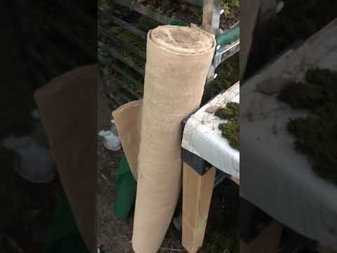 How to attach moss to wood or vertical walls or rocks, Anomodon viticulosus rambling tail moss,