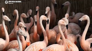 1K views · 110 reactions | Recently, SAFE Andean Highland Flamingo...