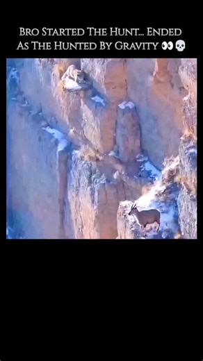 wierd_world on Instagram: "The puma (Puma\ concolor), also widely known as the cougar or mountain lion, is a large and adaptable cat native to the Americas, boasting the widest distribution of any wild, terrestrial mammal in the Western Hemisphere, spanning from Canada to the southern tip of Chile. It is the second largest cat in the New World, only smaller than the jaguar, and ranks as the fourth largest cat globally. Despite its impressive size, the puma is genetically closer to small cat spec