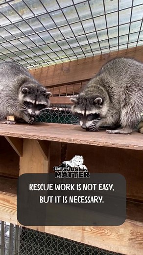 Every animal saved carries a story of strength and survival. #SurvivorStories #RescueHeroes #AnimalRescue #NeverGiveUp #RescueHope | Because We Matter