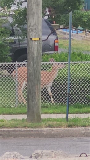Watch These Cute Deer Explore Our Street! #NJ #animals