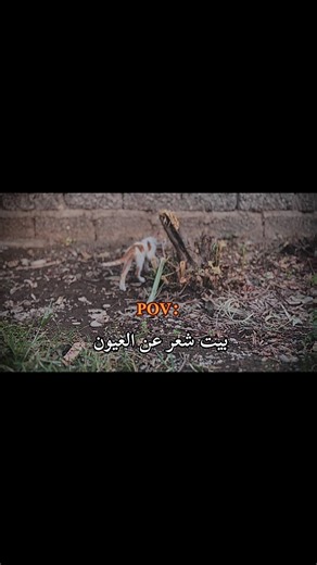 شعر عن العيون: جمال وتأمل