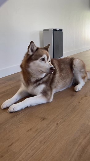 Dogs use their toenails for traction. They flex their paws and engage their nails like soccer cleats digging into the ground. But as dogs get older they find their hard nails can’t grip hard floors. So they start to slip, fall and have difficulty getting up. ToeGrips work by allowing the toenails to grip smooth surfaces like hardwood floors. Unlike dog socks and boots, which interfere with a dog’s paw and toenails (natural gripping mechanisms), ToeGrips create a GripZone that works with your dog