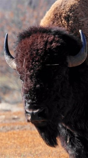 72K views · 6.4K reactions | Fall bison coming through! Filmed in Theodore Roosevelt National Park #outdoors #nature #animals | Michael Hodges, Author | Facebook