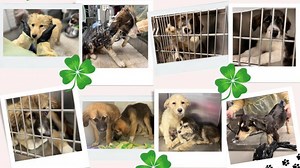 Norfolk SPCA caring for 'lucky 13' dogs rescued from Virginia Beach house fire