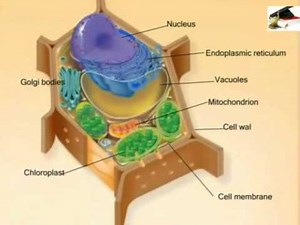 The cell- form 1 biology