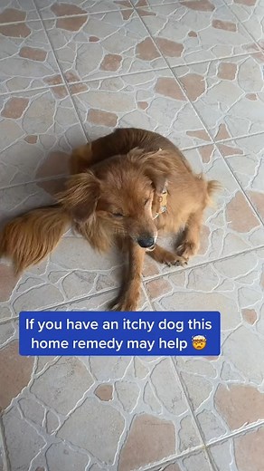 5.7K views · 92 reactions | This Simple Home Remedy Can Help Soothe Your Dog's Itchy Skin! You won’t believe the health benefits of this one ingredient in your kitchen for your itchy dog. #itchydog #doghacks #dogparents #dogmom #dogownerproblems #dogallergies #dogadvice #dogadvice101 | PetLab Co. | Facebook