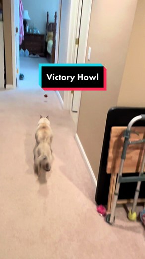 I love her victory howls. #catsoftiktok #catswhoyell #vocalcat #cats #funny