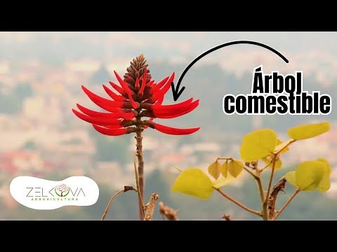 COLORÍN TREE: COMPLETE GUIDE TO CARE AND TRADITIONAL USES