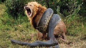 10 Craziest Animal Fights Caught On Camera | Aliens UFO Caught on Camera