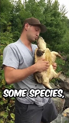 This Turtle Attacks Faster Than You Can React #facts #animals #wildlife