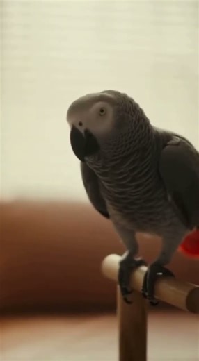 The Funniest Parrot Therapy Session Ever!
