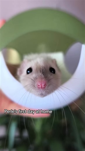 Perle's first day at home #rats #cuteanimals #petsoftiktok #funnypets