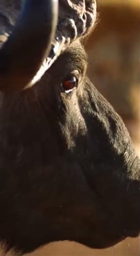 🦁 Buffalo Faces Two Lions - Intense Survival Battle