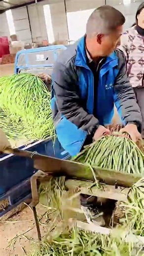 cool technique for cutting the tips of harvested spring onions #shorts