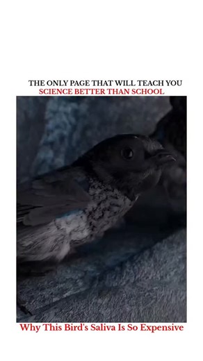 UNIVERSE | SCIENCE | TECHNOLOGY on Instagram: "Why This Bird's Saliva Is So Expensive A hiker stuck in quicksand faces a deadly myth struggling to get out only pulls him deeper. Physics dictates that the human body is actually less dense than the sand-water mixture. If he fights, the vacuum effect traps him; but if he leans back and lays still, he floats like a log. Panic buries the body, but trusting density saves it In a futuristic medical twist, doctors are now "printing" human skin to save b