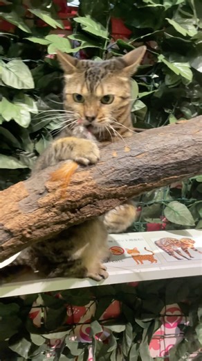 【#cat 】独特な猫じゃらしの遊び方を発明した猫【#猫カフェ 】