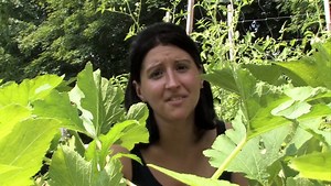 How to pollinate squash