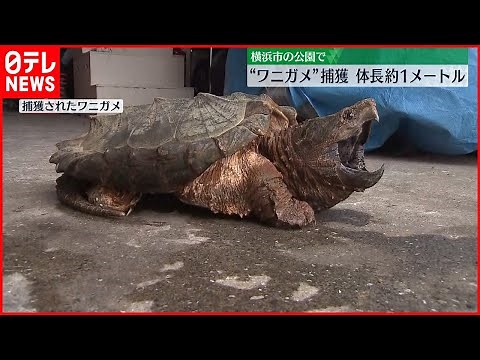 【神奈川・横浜市】公園に体長約1メートルの“ワニガメ”…捕獲