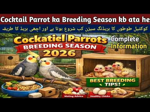 Cockatiel Parrots Breeding Season | Best Breeding Tips & Complete Guide 2026 🐦