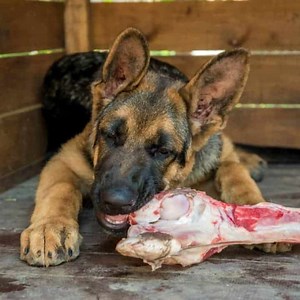 Can German Shepherds Eat Bones? Safety Tips & Best Bone Types
