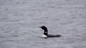 3.9K views · 158 reactions | Video of the Week: Alaska's Yellow...