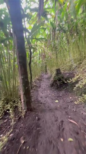 Walk Through Kerala’s Cardamom Gardens 🌱