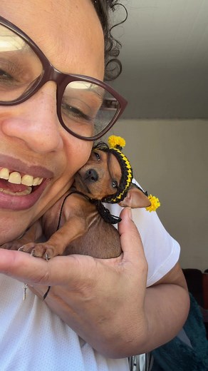 Abelhinha Fofa: Adaptação e Carinho em Vídeo