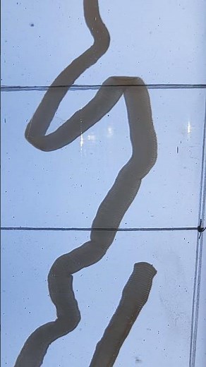 Taenia #Taenia solium, pork tapeworm