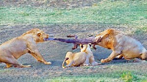 196K views · 5.8K reactions | 4 Lions Try Pulling Live Crocodile Apart - video by LS | Ruby Life | Facebook