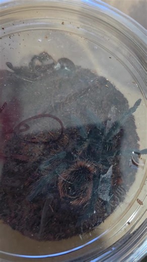 Xenesthis intermedia (Venezuelan Purple Bloom) male and female! getting a rehouse in to the next stage of their life! and future breeding project 🕸🕷 such an incredible looking tarantula #tarantulatok #tarantulas #spidersoftiktok #arachnidsoftiktok #tarantulasoftiktok