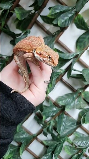 New Red Hypo Bearded Dragons ! #beardeddragon #beardeddragons #reptiles #beardeddragonlife #lizards