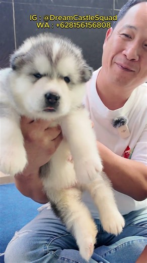 Alaskan Malamute Puppies