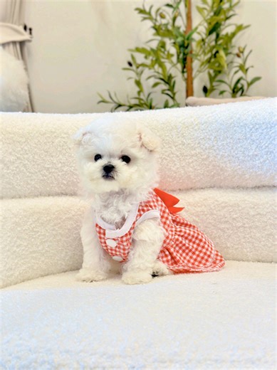 Celebrate Happy Birthday for Charlotte Austin