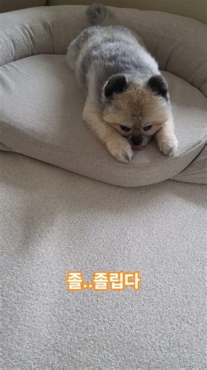 맘을 다스려보자😅😆 #강아지 #초코 #동물농장강아지 #dog #cutedog #웃긴영상 #포메리안 #애견영상