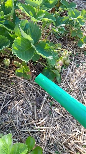 Stop Watering Strawberries From Above! 🍓💧#strawberry