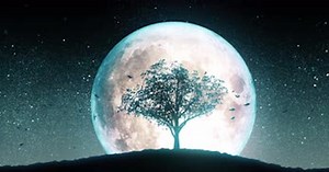 Moon Tree