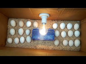 DIY HOMEMADE INCUBATOR (CARDBOARD BOX)