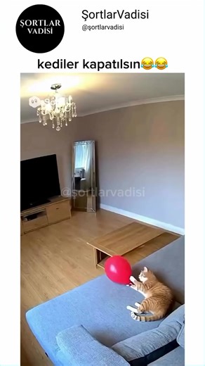 kediler evde tek başına çok tehlikeli değil mi😂😂#komikkedi #kedivideosu #kedianlari #kedigulmesi #kedisakasi