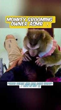 Monkey Grooming Owner Asmr #monkey #monkeygrooming #grooming #asmr