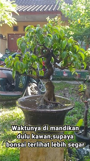 Proses penyiraman pada bonsai beringin (ficus benjamina)