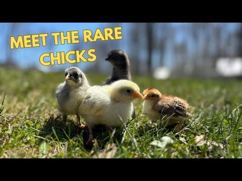 Meet the new RARE SWEDISH Chickens