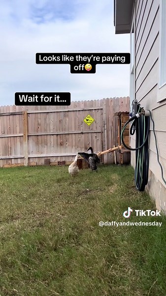 Watch our Indian Runner Ducks try to fly! #fyp #ducksoftiktok #ducks #backyardanimals #fly #ibelieveicanfly #flightlessbird #bird #bitdsoftiktok