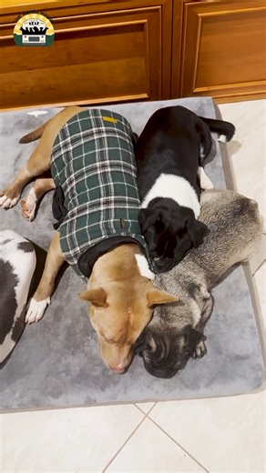 Matilda wanted to cuddle with Patrick ❤️ | The Asher House