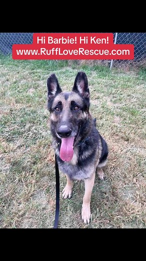 Adopt one of these Barbie-loving pups from www.RuffLoveRescue.com #ruffloverescue #rescuefosteradoptrepeat #rescuedogsrock #rescuedog #doglover #hibarbie #hibarbiehiken | Ruff Love Rescue