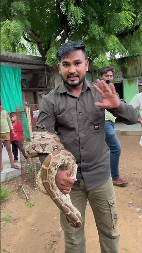 Python snake coiled up 😱😱 #viralshort #viral #python