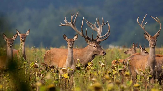 India’s Hidden Wildlife: 10 Animals You Won’t Find Elsewhere