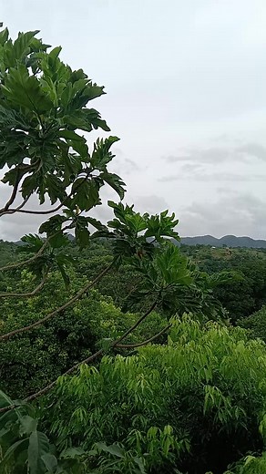 Baras Rizal | Rotchelyn Boco