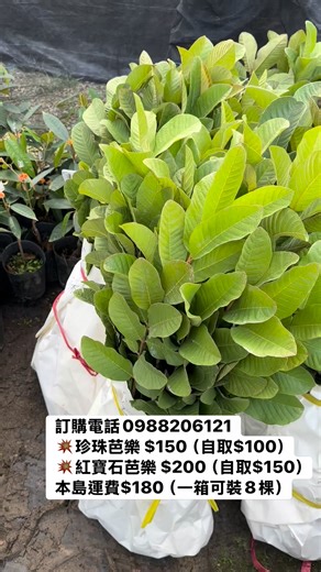 訂購電話0988206121 💥珍珠芭樂 $150（自取$100） 💥紅寶石芭樂 $200（自取$150） 本島運費$180（一箱可裝8棵） ❤️華順農園電話：0988206121 ❤️華順農園地址：台中市大里區東湖路38號 (對面空地)，Google map可搜尋華順農園 ❤️華順農園營業時間：09:30-12:00 , 14:00-17:00 (禮拜二 , 五整天公休，禮拜三早上公休） 訂購電話0988206121 #黃金果 #久蜜黃金果 #大果黃金果 #馬仕特山竹 #紅寶石水蜜桃 #榴蓮 #貓山王榴槤 #特大水蜜桃 #日本甜桔 #砂糖橘 #檸檬 #四季檸檬 #紅寶石水蜜桃 #無籽檸檬 #珍珠芭樂 #巧克力蓮霧 #金桔 #帝王柑 #椪柑 #桶柑 #柳丁 #燈籠果 #藍莓 #嫁接 #果樹 #果樹嫁接 #燈籠果 #黃金莓 | 華順農園