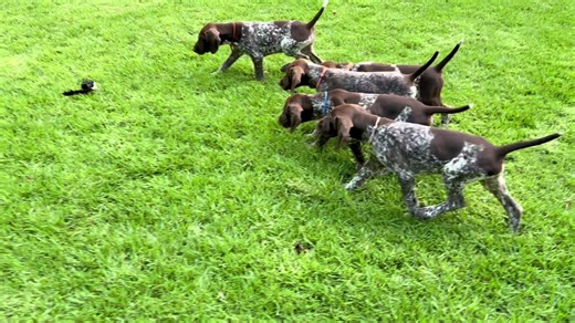 Harnessing Your Dog's Instincts and Attitude
